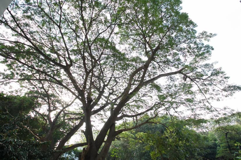 Nivas Chiangmai